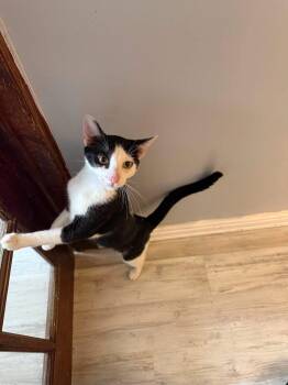 Dallas -  Domestic Short Hair Cat for Adoption in Freeport, New York - Dallas | PetCurious