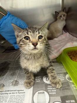 effie -  Domestic Short Hair Cat for Adoption in Belton, Texas - Effie | PetCurious