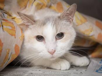 ELLIE FURTADO -  Domestic Short Hair Cat for Adoption in Phoenix, Arizona - ELLIE FURTADO | PetCurious