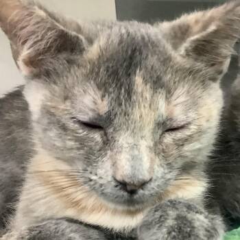 Aurora -  Domestic Short Hair Cat for Adoption in Redwood City, California - Aurora | PetCurious
