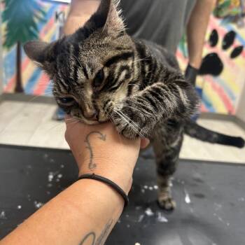 Domestic Short Hair Cats Available for Adoption - Smokey | PetCurious