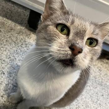 Domestic Short Hair Cats Available for Adoption - Emma Gerber | PetCurious