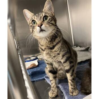Bon Appetit -  Domestic Short Hair Cat for Adoption in Philadelphia, Pennsylvania - Bon Appetit | PetCurious