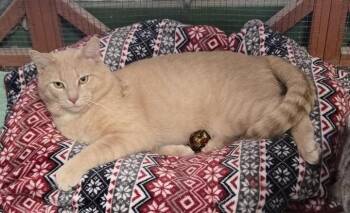 Domestic Short Hair Cats Available for Adoption in Erie, Pennsylvania - Henry | PetCurious