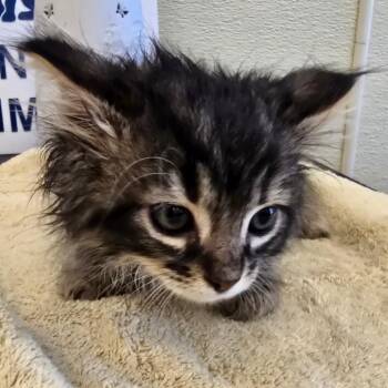 Domestic Long Hair and Domestic Short Hair Cats Available for Adoption in Madisonville, Tennessee - Gibby | PetCurious