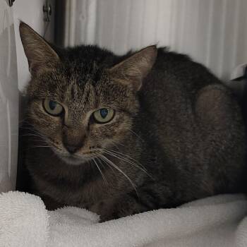Rosalita -  Domestic Short Hair Cat for Adoption in Lakeland, Florida - Rosalita | PetCurious
