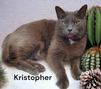 Rescue Domestic Short Hair Cats for Adoption in Weems, Virginia - Kristopher | PetCurious