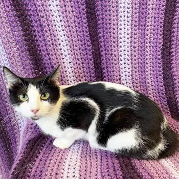 Rescue Domestic Short Hair Cats for Adoption in Mt. Juliet, Tennessee - Mama Queen | PetCurious