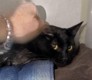 Domestic Short Hair Cats Available for Adoption - Alan | PetCurious