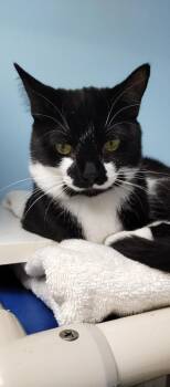Susie - Center -  Domestic Short Hair Cat for Adoption in Oakland Park, Florida - Susie - Center | PetCurious