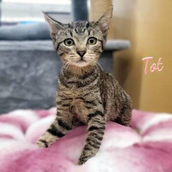 Tot #fried-spuds-bunch -  Tabby and American Shorthair Cat for Adoption in Houston, Texas - Tot #fried-spuds-bunch | PetCurious