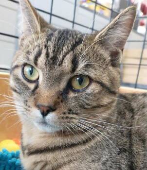 Bubbles -  Domestic Short Hair Cat for Adoption in Richmond Hill, Ontario - Bubbles | PetCurious