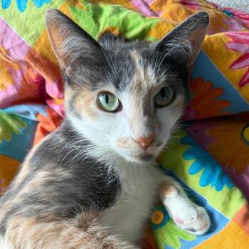 Nova Baby Jessup -  Domestic Short Hair Cat for Adoption in Eagle Mountain, Utah - Nova Baby Jessup | PetCurious