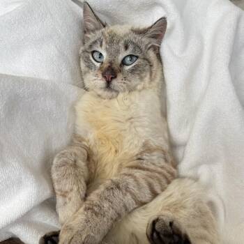 Domestic Short Hair Cats Available for Adoption in Nantucket, Massachusetts - Oscar | PetCurious