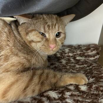 Notch -  Domestic Short Hair Cat for Adoption in Park City, Utah - Notch | PetCurious