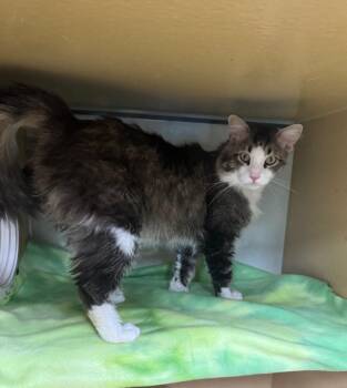 Noudle -  Domestic Medium Hair Cat Available for Adoption in Fort Lupton, Colorado - Noudle | PetCurious