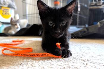 Tuna -  Domestic Short Hair Cat for Adoption in Albuquerque, New Mexico - Tuna | PetCurious