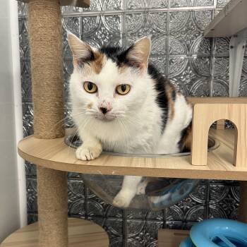 Callie -  Calico Cat for Adoption in Mckenzie, Tennessee - Callie | PetCurious