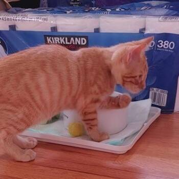 Quincy -  Domestic Short Hair Cat for Adoption in Saint Charles, Missouri - Quincy | PetCurious