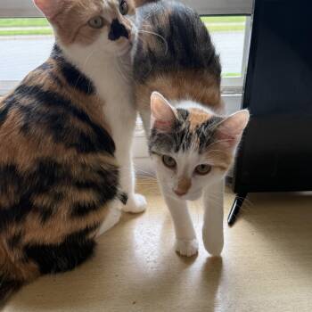 Lacy -  Calico Cat for Adoption in Avondale, Pennsylvania - Lacy | PetCurious