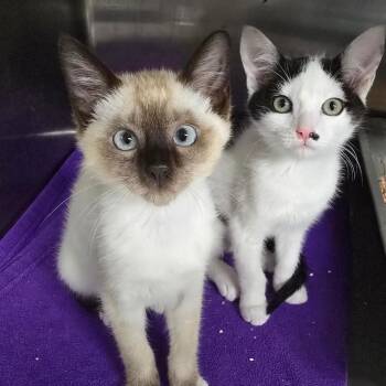 Cascade -  Siamese and Domestic Short Hair Cat for Adoption in Spokane, Washington - Cascade | PetCurious