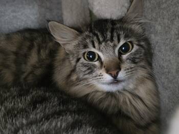 Domestic Long Hair Cats Available for Adoption in Prineville, Oregon - Feather | PetCurious