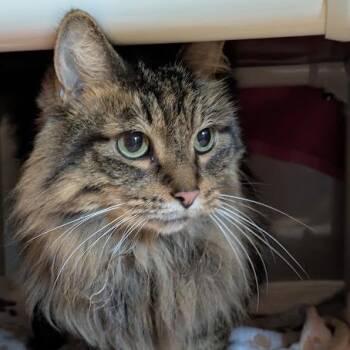 Bam Bam -  Domestic Long Hair Cat for Adoption in Chicago, Illinois - Bam Bam | PetCurious