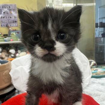 Domestic Medium Hair Cats Available for Adoption in West Palm Beach, Florida - Nugget | PetCurious