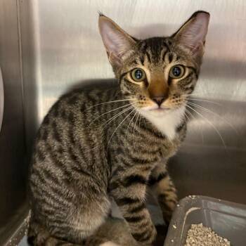 Socks -  Domestic Short Hair Cat for Adoption in Englewood, Florida - Socks | PetCurious