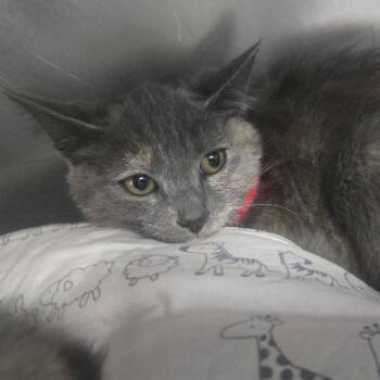Missy -  Domestic Short Hair Cat for Adoption in San Jacinto, California - Missy | PetCurious