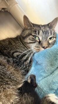 Rescue Domestic Short Hair Cats for Adoption in Morristown, New Jersey - Molly - Available In Foster | PetCurious