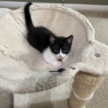 Domestic Short Hair Cats Available for Adoption in Austin, Texas - Overnight Oats 6 | PetCurious