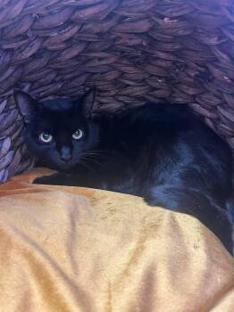 Snoop Dog -  Domestic Short Hair Cat for Adoption in Roosevelt, Utah - Snoop Dog | PetCurious