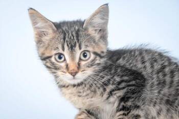 RABBIT -  Domestic Short Hair Cat for Adoption in Loveland, Colorado - RABBIT | PetCurious