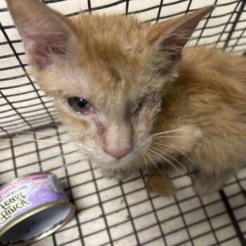 Harmony -  Domestic Short Hair Cat for Adoption in Lufkin, Texas - Harmony | PetCurious
