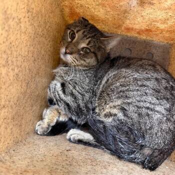 prancer -  Domestic Short Hair Cat for Adoption in Philadelphia, Pennsylvania - Prancer | PetCurious