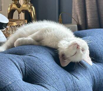 Domestic Short Hair Cats Available for Adoption - Kitten Hermes | PetCurious