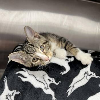 Lola Rabbit -  Domestic Short Hair Cat for Adoption in Fort Wayne, Indiana - Lola Rabbit | PetCurious