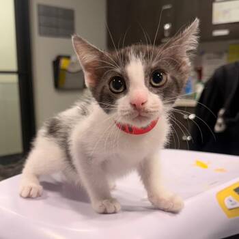 Kellani -  Domestic Short Hair Cat for Adoption in Tampa, Florida - Kellani | PetCurious