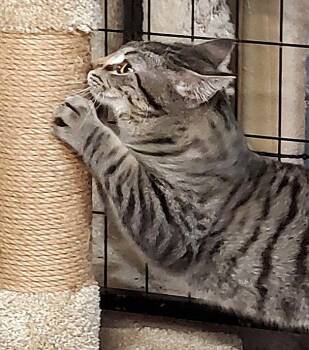 Domestic Short Hair and Tabby Cats Available for Adoption in Cincinnati, Ohio - Teddy | PetCurious