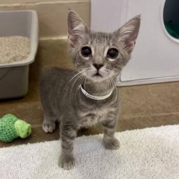 Keone -  Domestic Short Hair Cat for Adoption in Walnut Creek, California - Keone | PetCurious