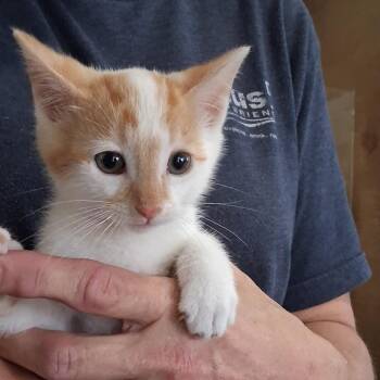 Butterscotch -  Domestic Short Hair Cat for Adoption in San Antonio, Texas - Butterscotch | PetCurious