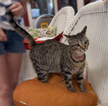 Princess Peach -  Domestic Short Hair Cat for Adoption in Slidell, Louisiana - Princess Peach | PetCurious