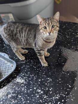 Tiger -  Domestic Short Hair Cat for Adoption in Lewisburg, Tennessee - Tiger | PetCurious