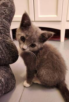 Anna -  Domestic Short Hair Cat for Adoption in Springfield, Massachusetts - Anna | PetCurious