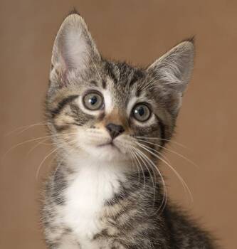Bryce -  Tabby Cat for Adoption in Chicago, Illinois - Bryce | PetCurious
