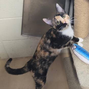 Mary -  Domestic Short Hair Cat for Adoption in Naperville, Illinois - Mary | PetCurious