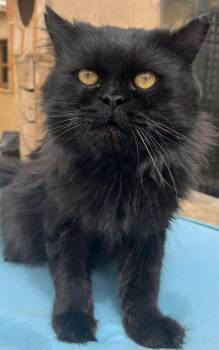 Persian Cats Available for Adoption in Brampton, Ontario - MJ | PetCurious