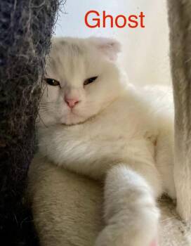 Ghost -  Scottish Fold Cat for Adoption in San Jacinto, California - Ghost | PetCurious