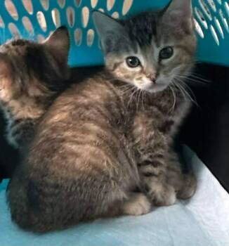 Shirley -  Domestic Short Hair Cat for Adoption in Cloquet, Minnesota - Shirley | PetCurious